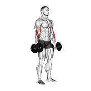 Dumbbell shrug