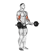 Dumbbell biceps curl